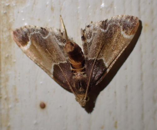 Réf. 191 484 : Pyralis farinalis